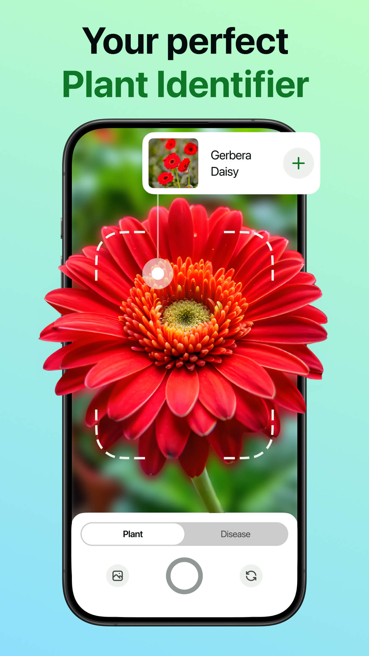 Plant Identification